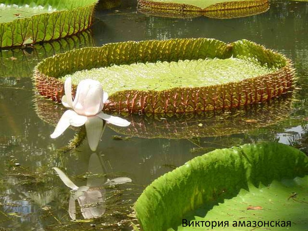 Крупный водный цветок. Виктория Регия. Королевская кувшинка Виктория. Виктория Регия проект. Виктория Амазонская презентация.