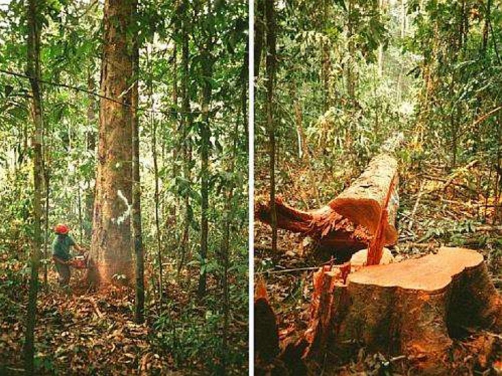Проблема тропического леса. Вырубка тропических лесов. Спасение тропических лесов. Вырубка экваториальных лесов. Исчезновение тропических лесов.