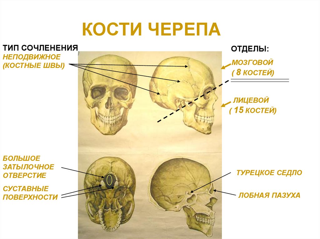 Подвижное соединение в черепе. Кости черепа человека по отделам. Типы швов между костями черепа. Сочленение костей черепа. Отделы мозгового отдела черепа.