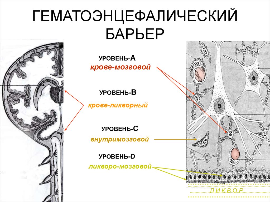 Гематоэнцефалический барьер рисунок