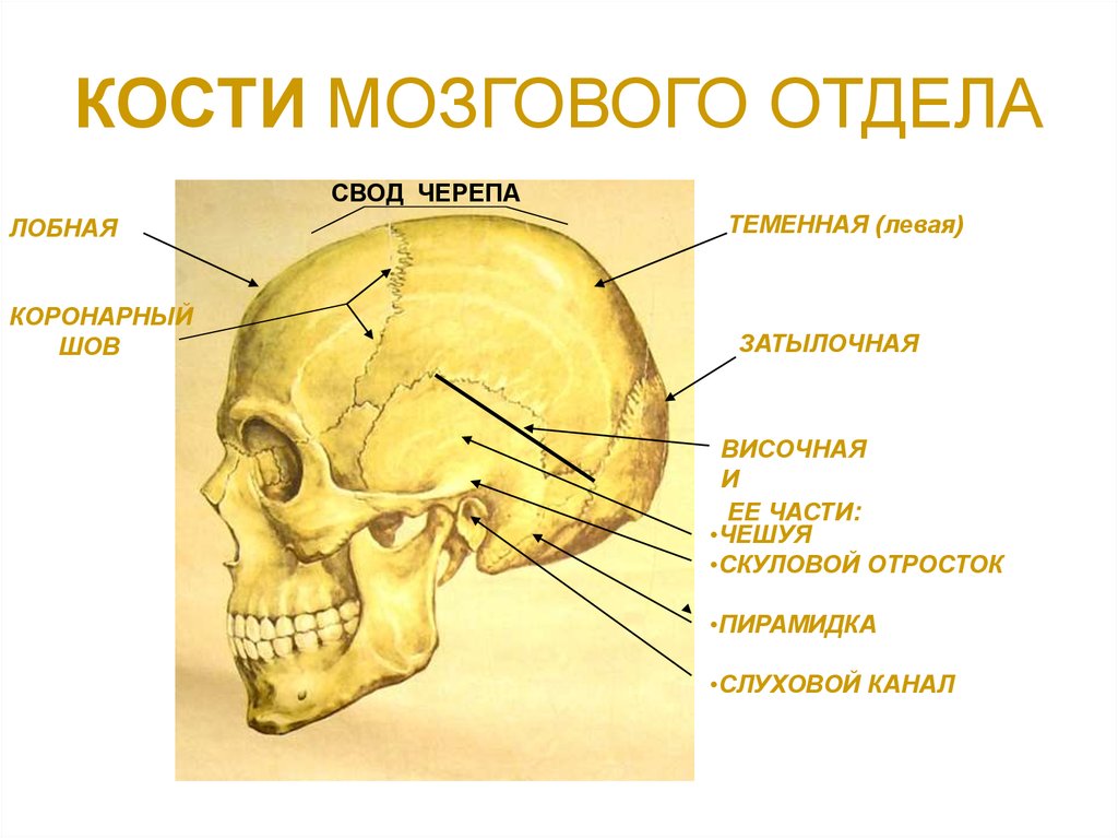 К какому отделу черепа относится скуловая кость. Кости свода мозгового отдела черепа. Мозгово кости черепа мозговой отдел. Строение костей мозгового отдела черепа. К Мозговому отделу черепа относятся кости.