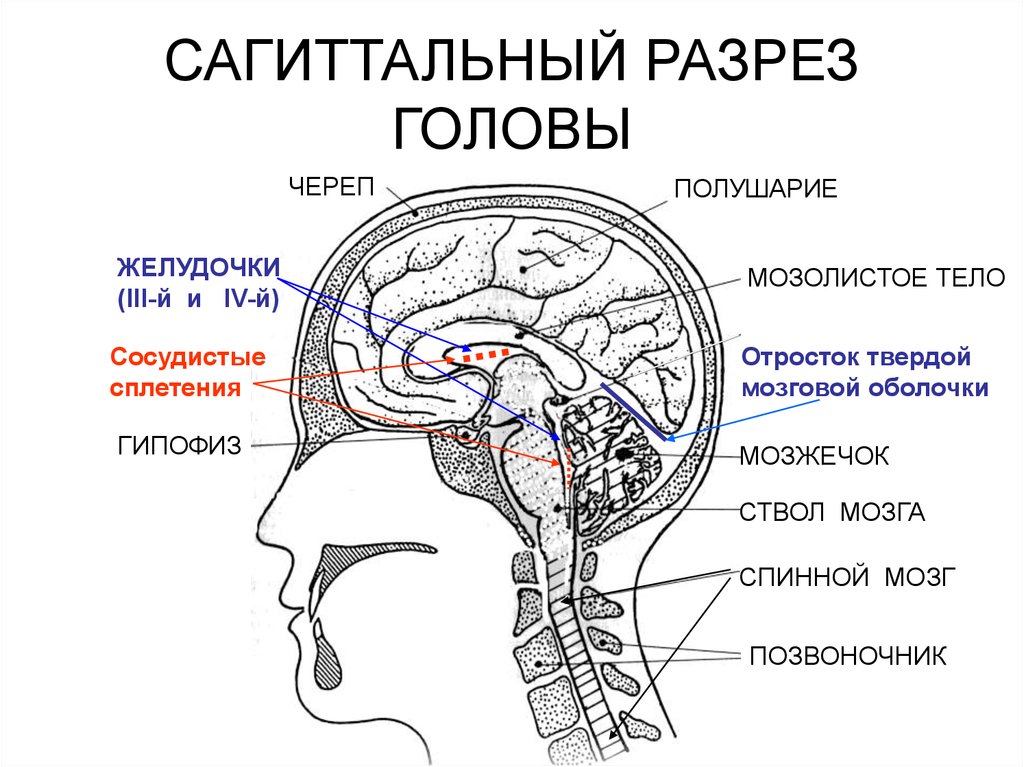 Области головы анатомия рисунок с подписями