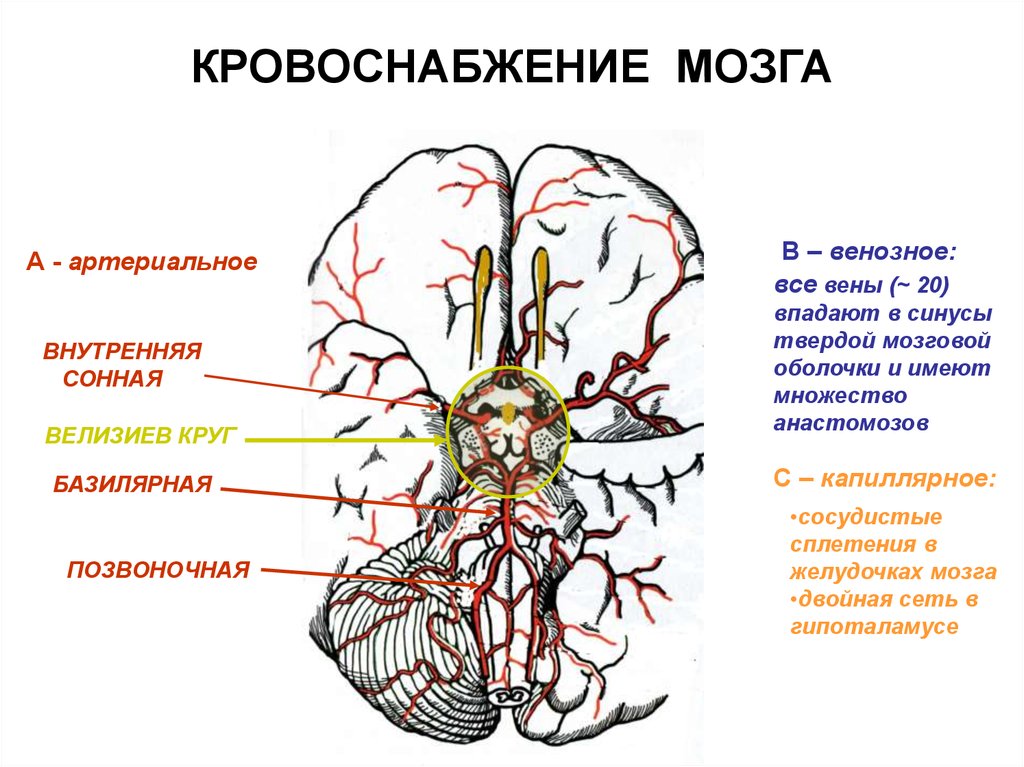 Какая артерия кровоснабжает мозг. Артерии головного мозга анатомия схема. Анатомия головного мозга человека кровоснабжение. Кровоснабжение мозга Виллизиев круг. Кровоснабжение головного мозга анатомия схема.