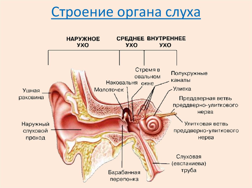 Рисунок органа слуха