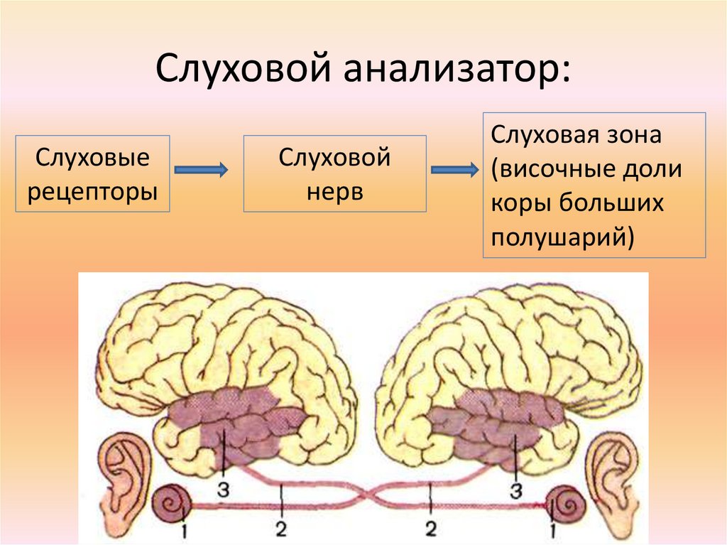 Слуховая зона мозга расположена. Слуховой анализатор слуховая зона коры. Слуховой анализатор в коре головного мозга. Слуховой анализатор в отделе коры головного мозга.
