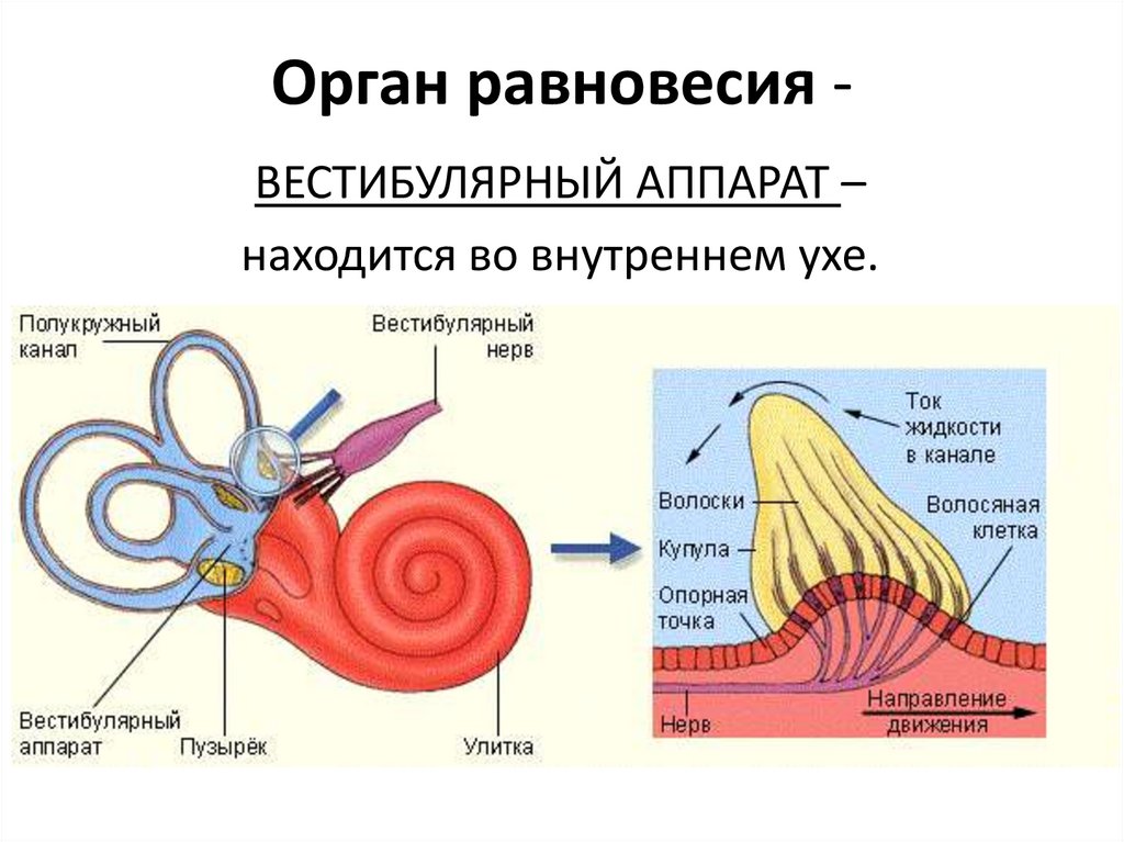 Работа вестибулярного аппарата биология 8 класс. Внутреннее ухо вестибулярный анализатор анатомия. Строение внутреннего уха отолитовый аппарат. Строение внутреннего уха отолиты. Строение рецепторного аппарата внутреннего уха.