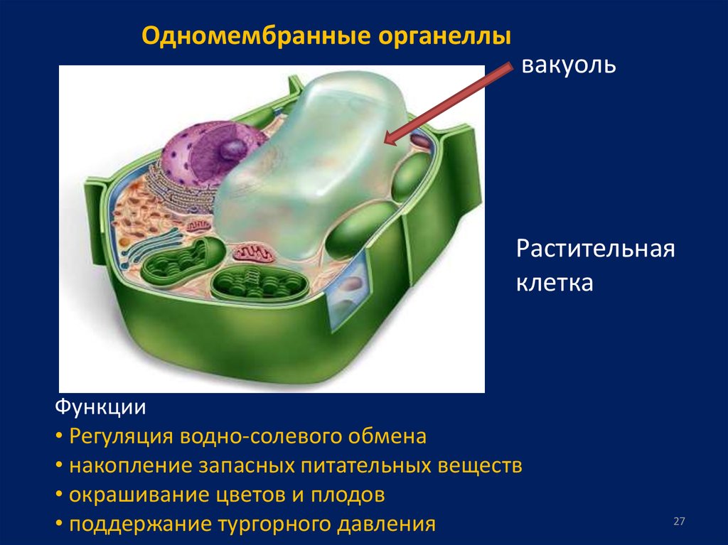 Растительная клетка обмен веществ. Запасные вещества растительной клетки. Одномембранные органеллы растительной клетки.
