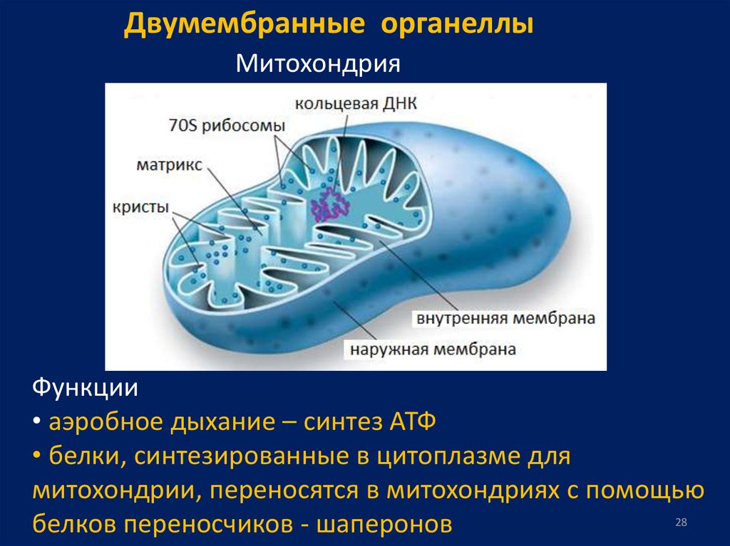 Функция синтез атф. Двумембранные органоиды клетки митохондрии. Клеточный органоид митохондрия. Митохондрия функция органоида. Двухмембранные митохондрии строение и функции.