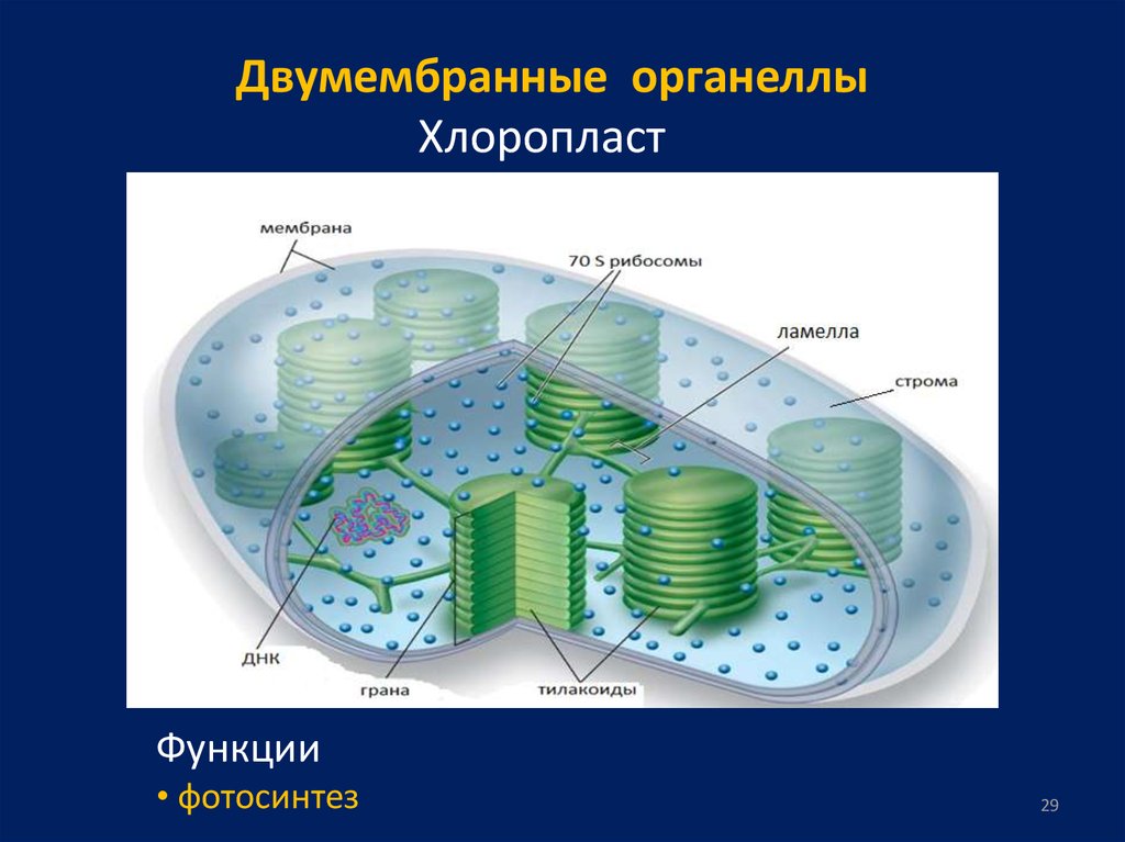 Хлоропласты строение митохондрии. Мембранные двумембранные и немембранные. Строение хлоропласта ЕГЭ. Органелла хлоропласт. Двумембранные органоиды клетки функции.