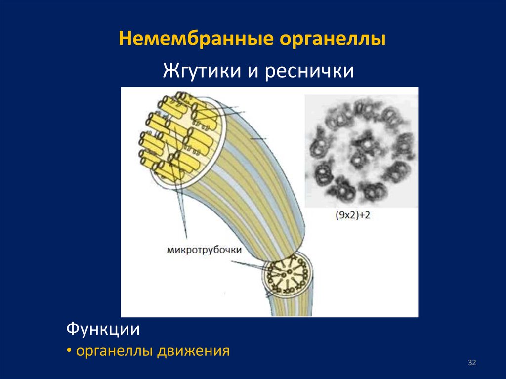 Органеллы передвижения. Строение жгутика микротрубочки. Органоиды движения микротрубочки. Жгутик мембранный органоид. Немембранные органеллы функции.