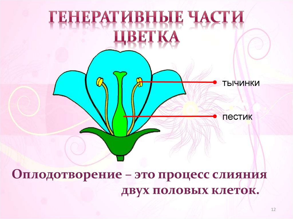 Генеративный способ. Генеративный цветок. Генеративные части. Генеративные части растения. Генеративные органы цветка.