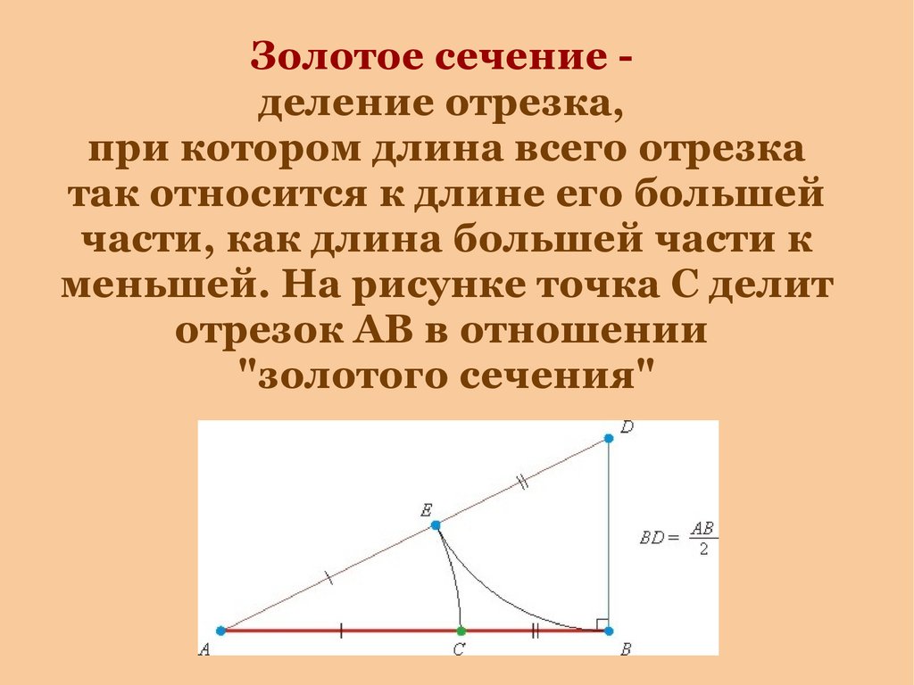 Сечение делит