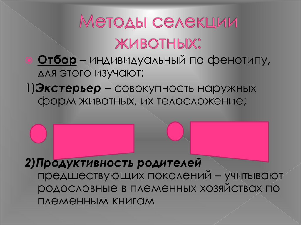 Индивидуальный отбор в селекции это. Методы селекции животных. Индивидуальный отбор. Методы селекции искусственный отбор. Индивидуальный отбор животных.