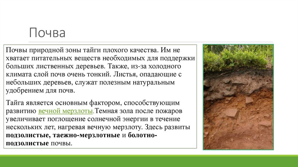 Почвы очень бедные либо вообще не формируются. Тайга Тип почвы почвы. Природная зона Тайга почвы. Почвы тайги в России. Описание почвы тайги.