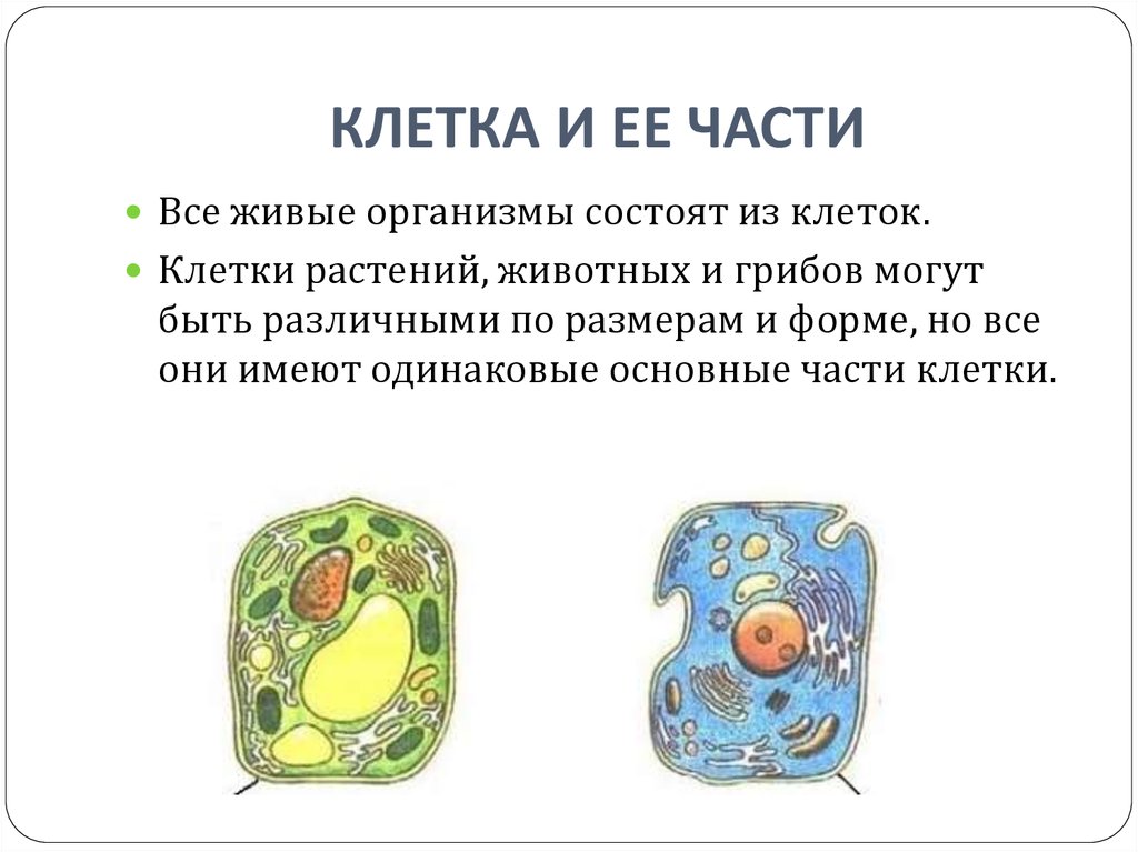 Презентация клетка растения