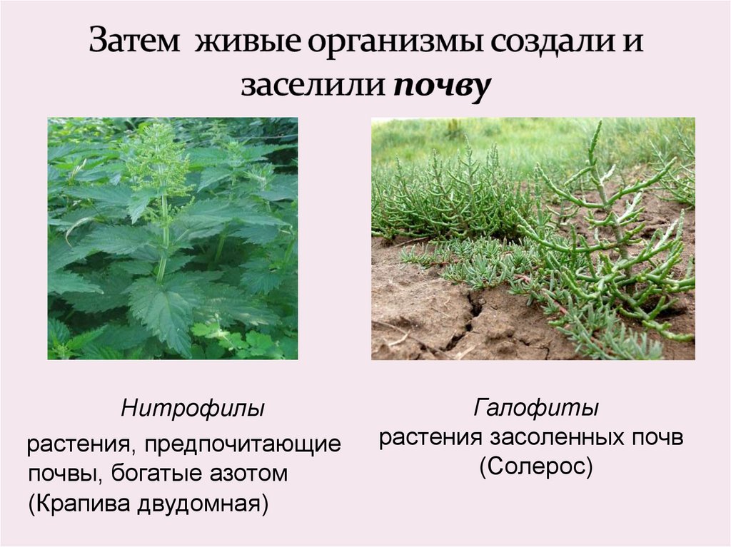 Обогащает почву азотом