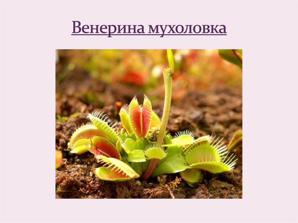 Венерина мухоловка проект