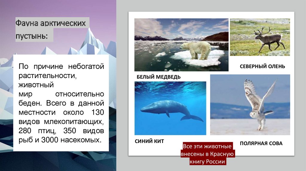 Животное арктических пустынь сообщение 4 класс. Фауна арктических пустынь. Арктическая зона Российской Федерации презентация. Фауна арктических пустынь карта. Животные арктических пустынь в красной книге.