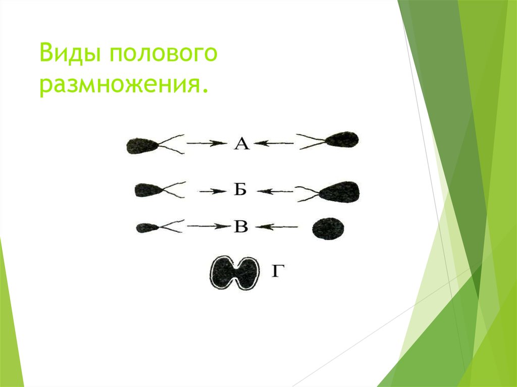 Разновидности половых губ у женщин. Половое размножение. Типы полового размножения.