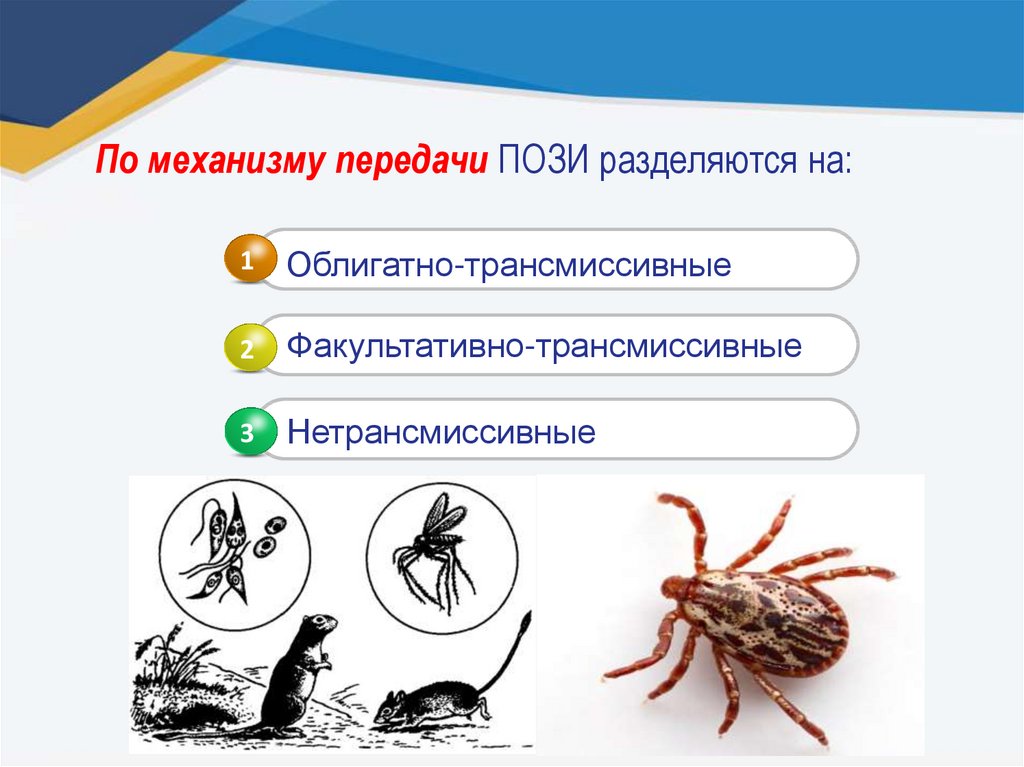 Заболевания передающиеся клещами. Исследование комаров и клещей.