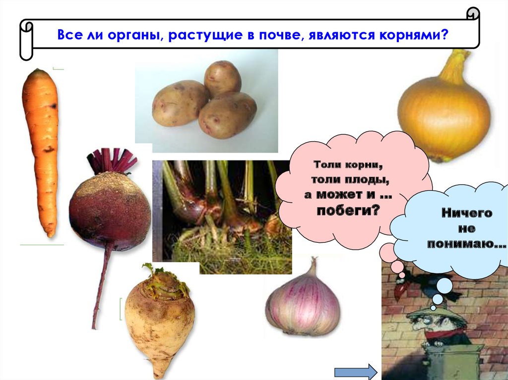 Явиться корень. Корни корнеплоды видоизмененные побеги. Корнеплод моркови это видоизмененный побег. Видоизмененные подземные побеги и корни. Видоизмененные корни и видоизмененные побеги.