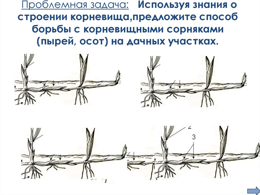 Предложите способ. Осот видоизменение. Осот видоизмененный побег. Предложите способ борьбы с корневищными сорняками на дачных участках. Корневище пырея микропрепарат.