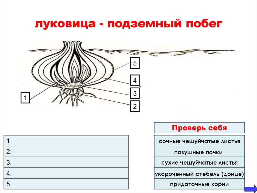 Покажите стрелками и подпишите на рисунке стебель верхушечную почку сухие чешуйчатые