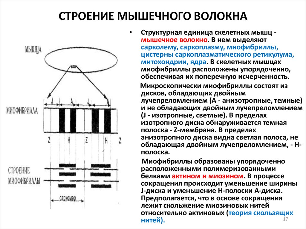 Двигательные волокна содержит