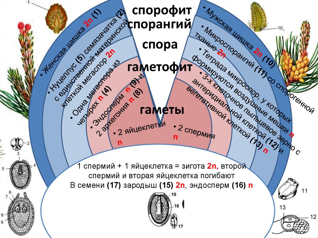 Циклы высших растений