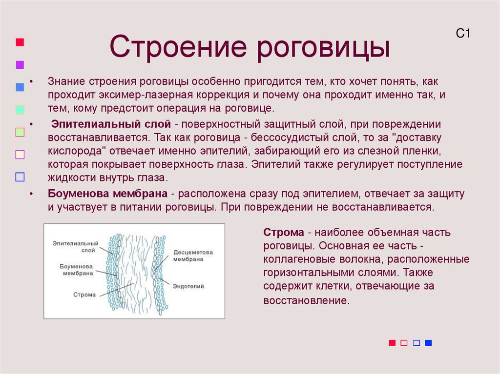 Слои роговицы схема