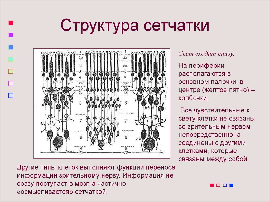 Схема нейрональной организации сетчатки