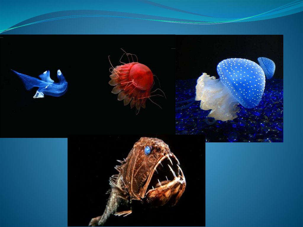 Большая часть организмов в мировом океане сосредоточены. Обитатели мирового океана. Загадки мирового океана. Рассказать о мировом океане. Жизнь в океане презентация.