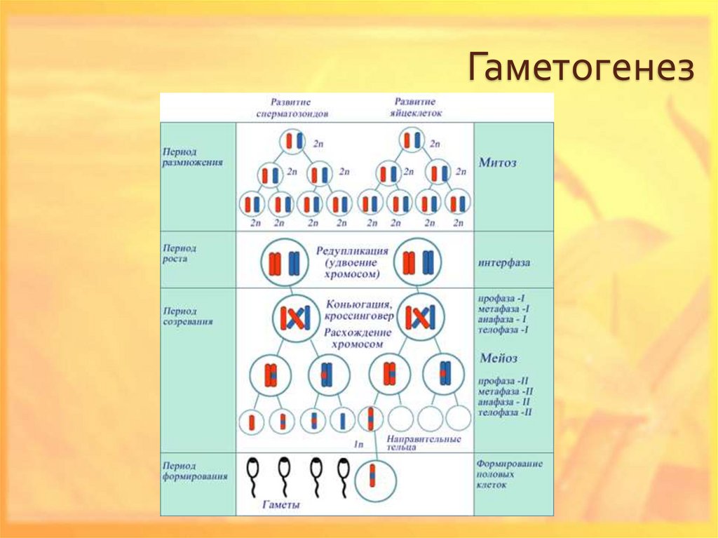 Хромосомный набор клеток мужчин. Набор хромосом половой клетки 2n. Развитие половых клеток гаметогенез таблица. Стадии развития половых клеток мейоза. Гаметогенез набор хромосом.