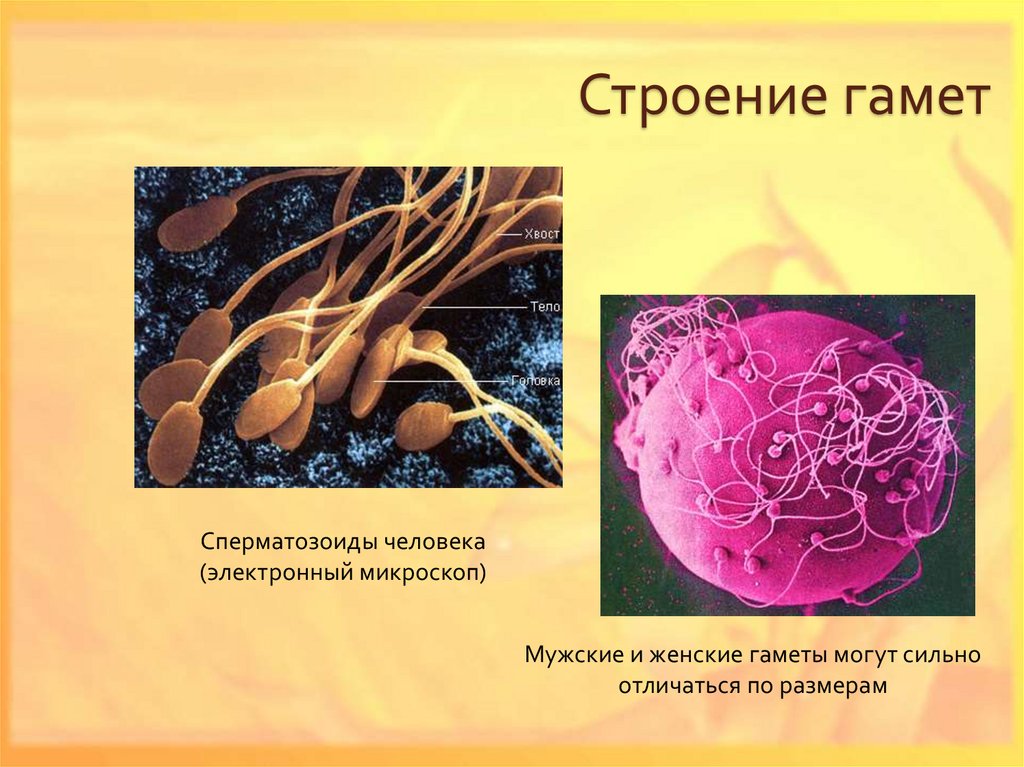 Строение гамет рисунок