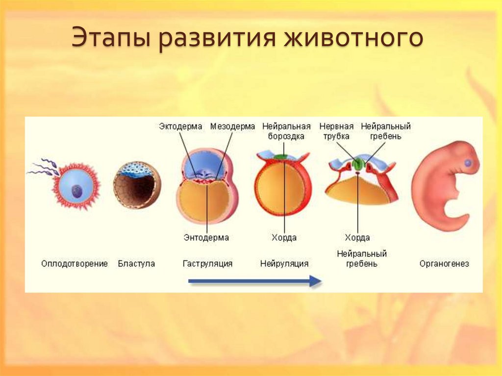 Онтогенез особенности процесса. Эмбриональный период онтогенеза схема. Хорда это в биологии в онтогенезе. Этапы эмбрионального развития животного организма. Периоды развития онтогенеза.