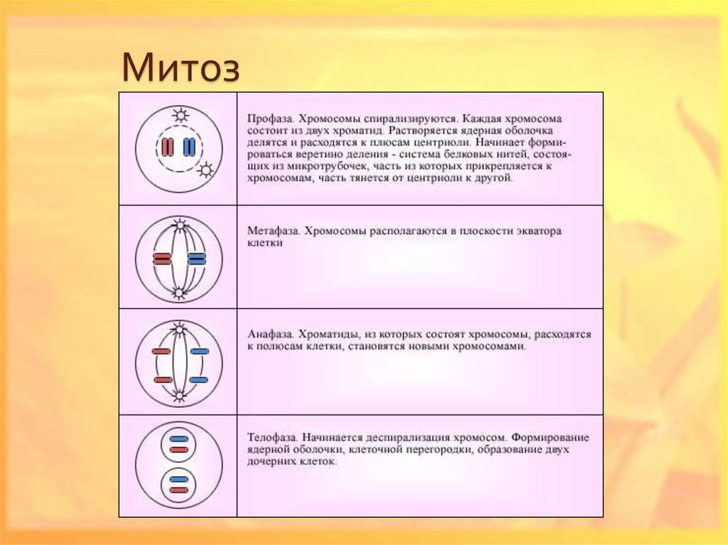 Изучение фаз митоза на фиксированном препарате метод. Процесс митоза схема. Фазы митоза кратко. Фаза митоза таблица фаза процессы. Схема митоза фаза и процесс.
