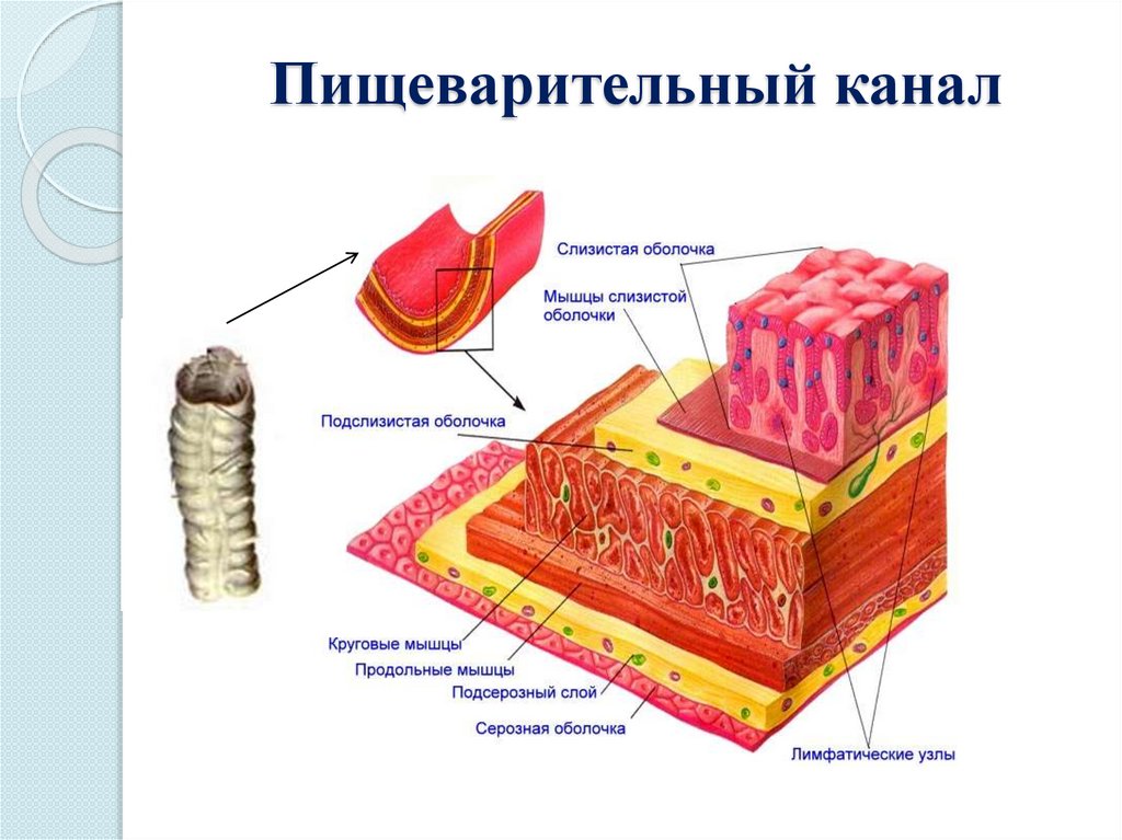 Слизистая оболочка состоит из слоев. Строение стенки пищеварительной трубки. Строение стенки желудочно-кишечного тракта. Строение стенок органов пищеварительной системы. Строение оболочек стенки пищеварительной системы.