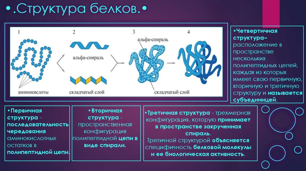 Структуры белков первичная вторичная третичная четвертичная