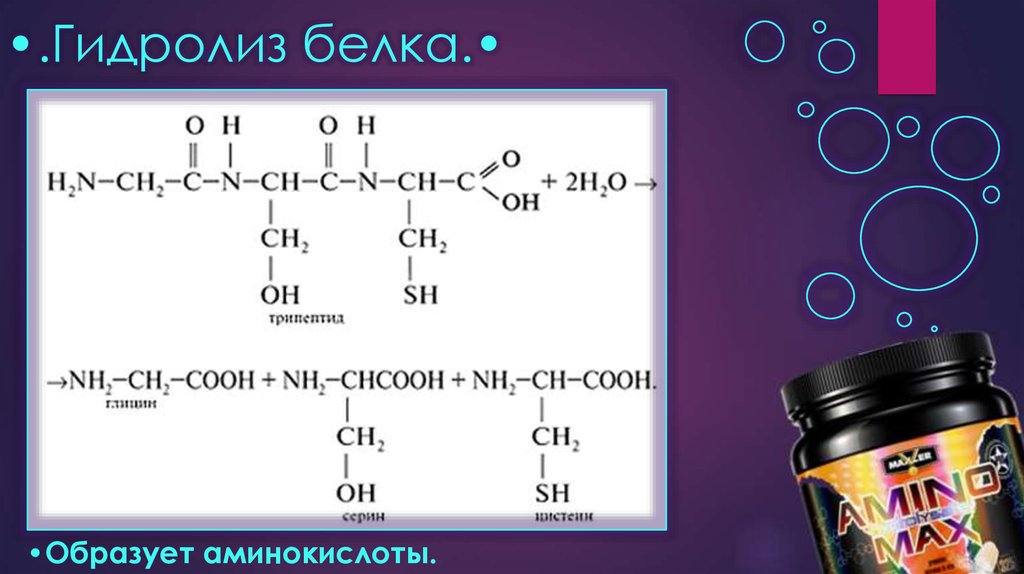 Приведите схему гидролиза белка