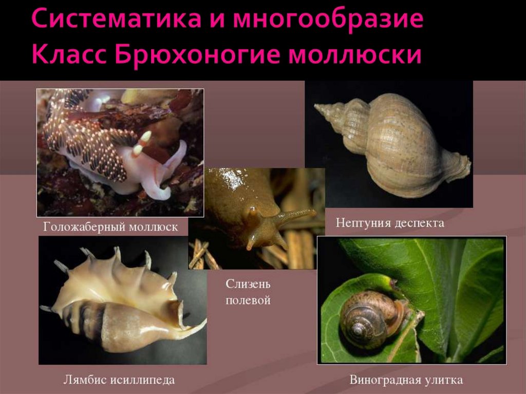Класс моллюски примеры