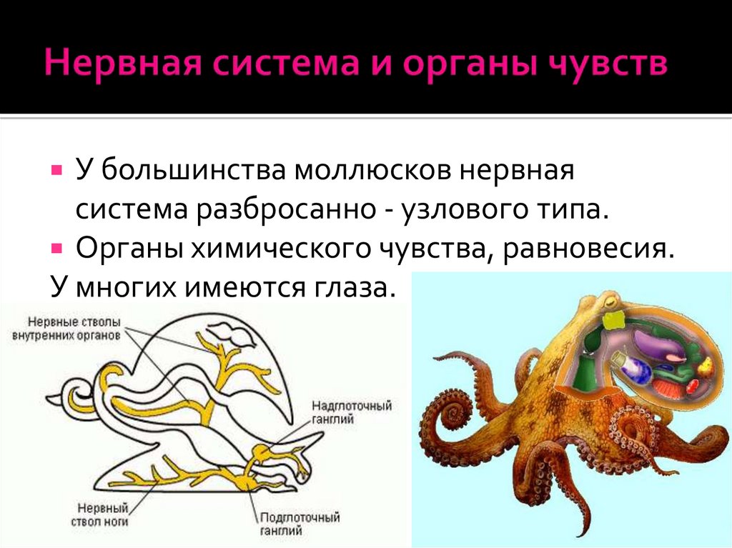 Головоногие голова. Нервная система моллюсков 7 класс биология. Тип нервной системы у моллюсков. Анатомия головоногих. Тип моллюски нервная система.