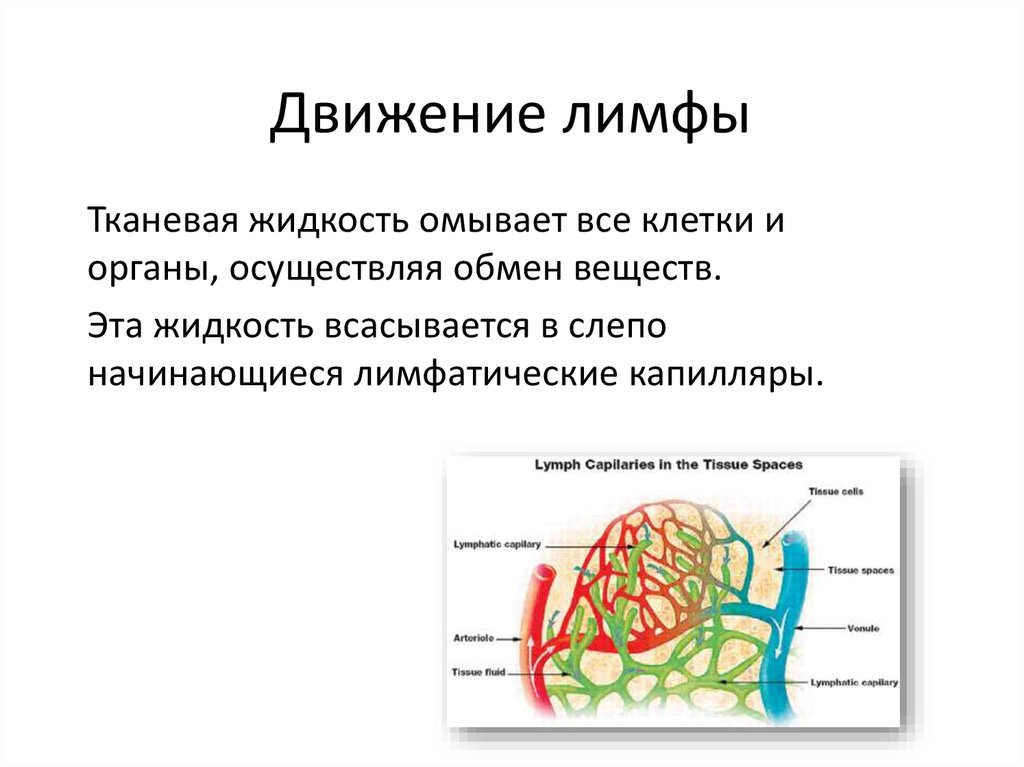 Схема движения лимфы в организме человека рисунок