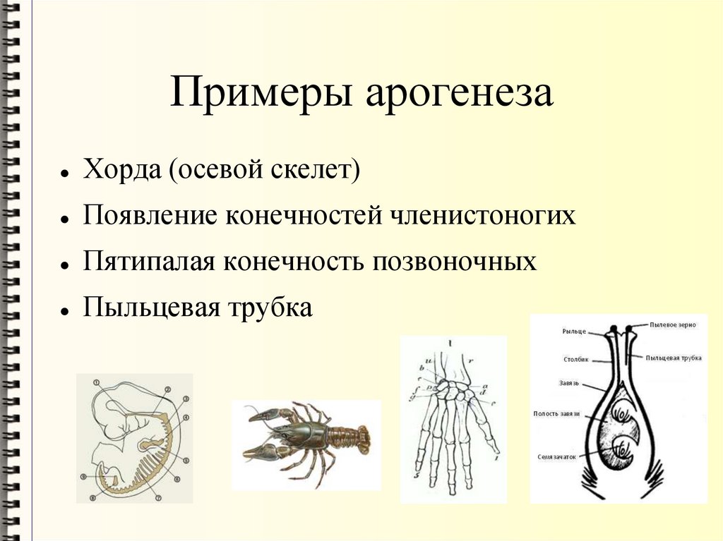 Впервые наружный скелет появляется у