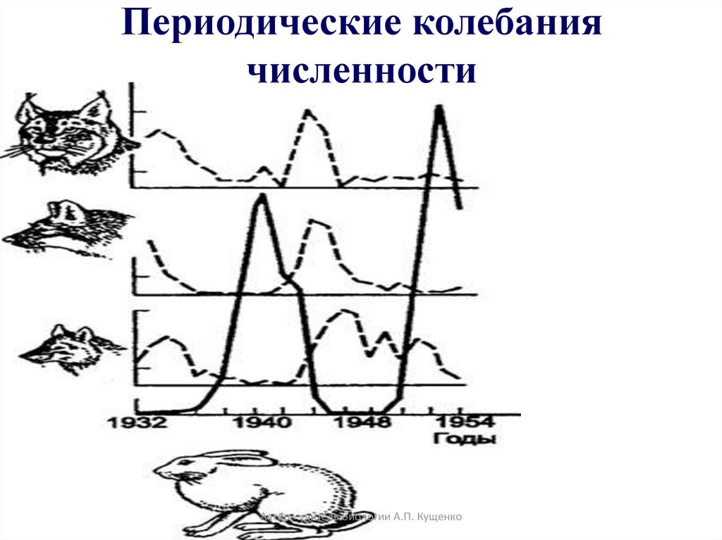 Колебания численности. Периодические колебания численности. Периодические колебания численности популяции. Периодические колебания численности пример. Колебание численности организмов.