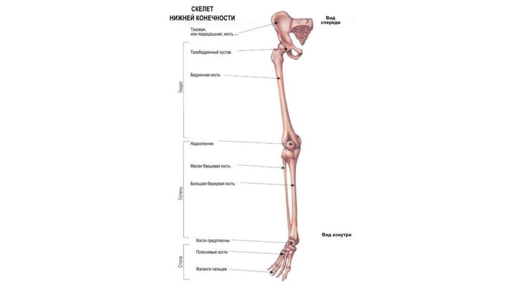 Остеология нижних конечностей. Пояс нижних конечностей Остеология. Остеология хобби. Навыки Остеология.