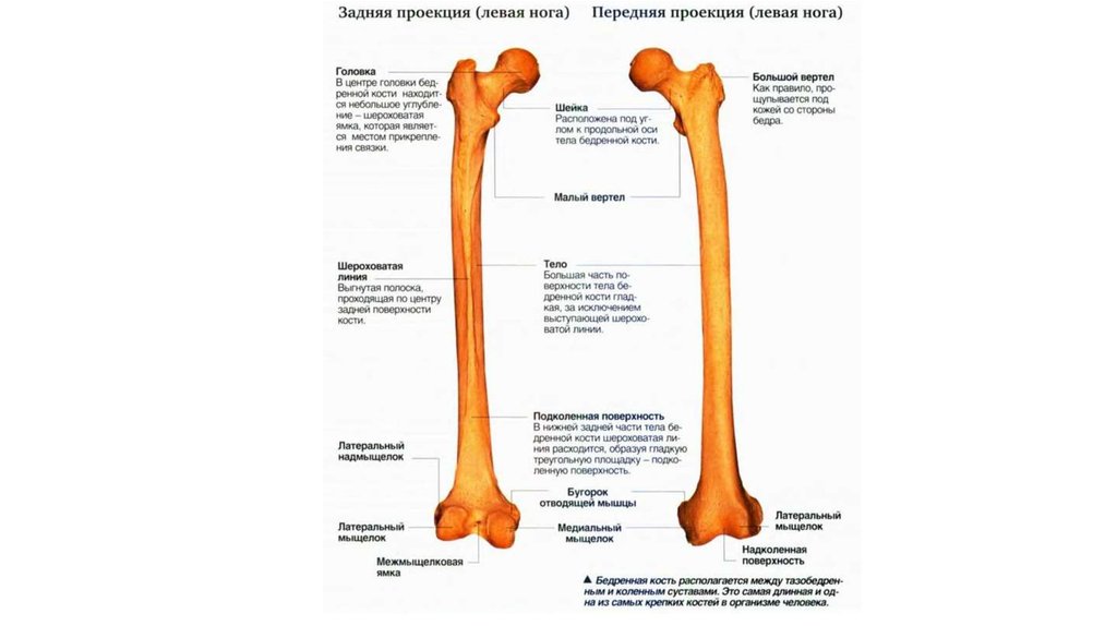 Сделайте анализ терминов по тэ osteologia pathologia. Добавочный скелет. Презентация Остеология животных. Остеология слово. Остеология анатомия 1 курс презентация.