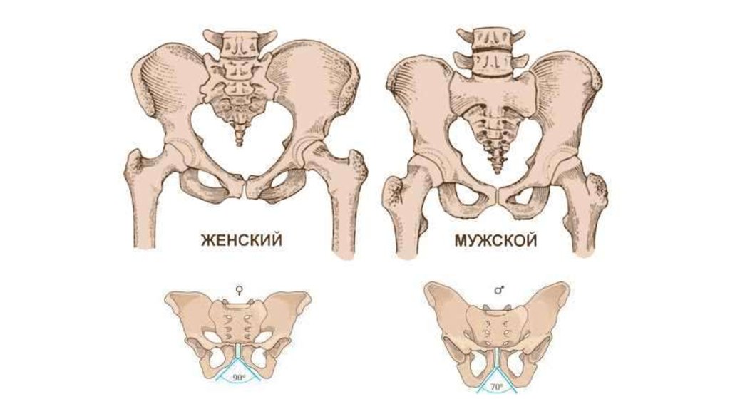 Картинки строение женского скелета