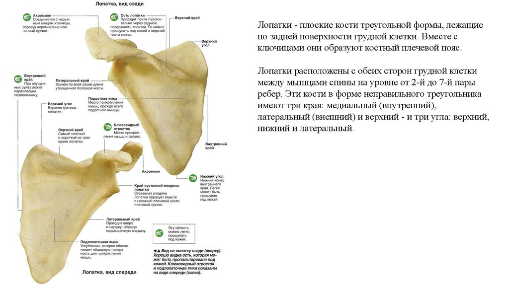 Лопатки парные кости. Лопатка это плоская треугольная кость. Кость треугольной формы. Добавочная треугольная кость таранной кости. Лопатка Остеология.