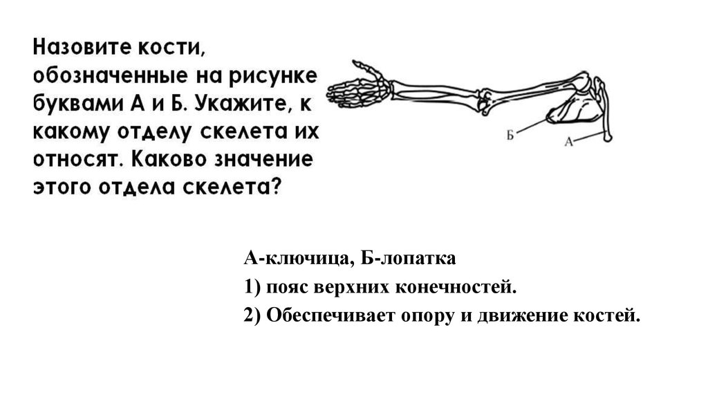 Движения ключицы. Скелет пояса верхних конечностей. Скелет пояса верхних конечностей у тигра. Движение ключицы. Движения костей в запястьи.