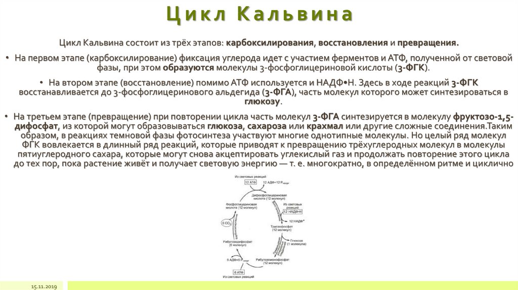 Где происходит цикл